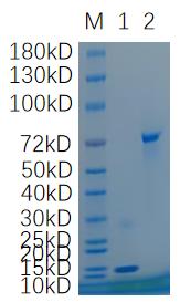 Reducing 4%-20% SDS-PAGE (CBB stained) analysis profile of purified Hemoglobin.
1. Hemoglobin: 1 μg
2. BSA: 1 μg